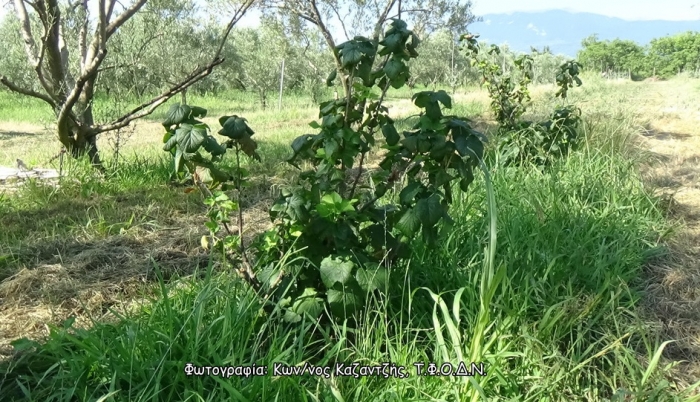 Δενδρώδη / θαμνώδη μικρότερης οικονομικής σημασίας: Το Φραγκοστάφυλο ή Ριβήσιο (Ribes spp.)