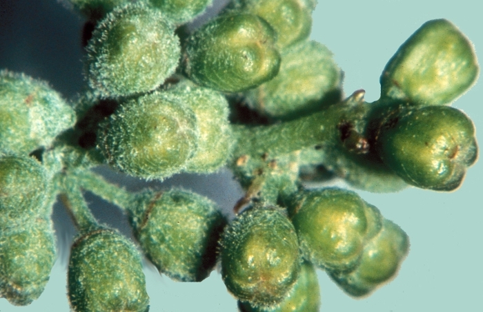 Ωίδιο: Μια από τις σημαντικότερες ασθένειες του Αμπελιού