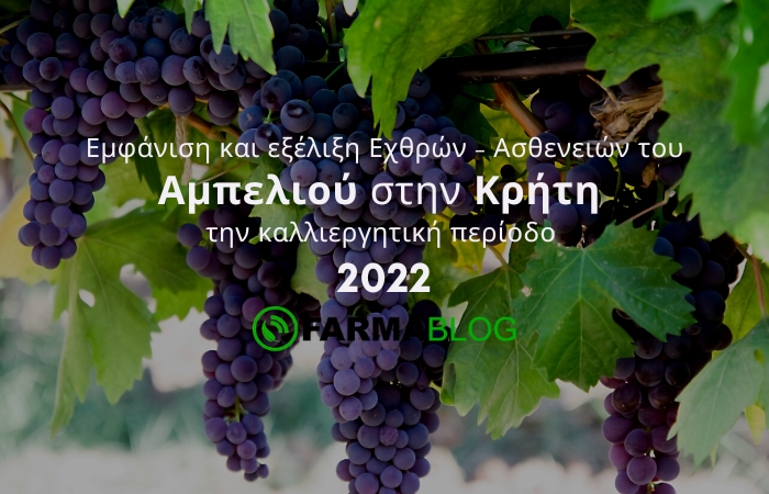 Εμφάνιση και εξέλιξη Εχθρών - Ασθενειών του Αμπελιού στην Κρήτη την καλλιεργητική περίοδο 2022