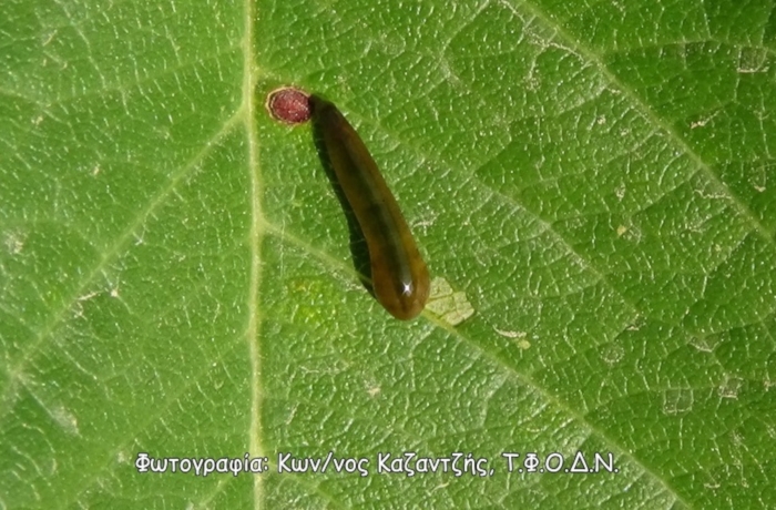 Σποραδικώς εμφανιζόμενοι εντομολογικοί εχθροί οπωροφόρων αλλά εξίσου επιζήμιοι - Καλιρόη της κερασιάς και της αχλαδιάς (Caliroa cerasi)