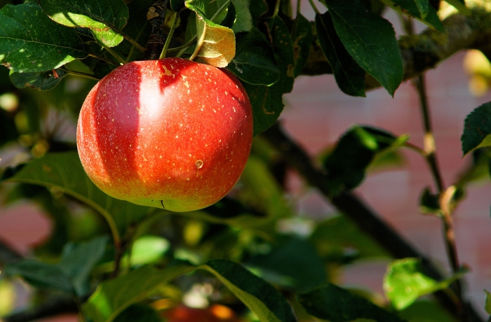 Αυξημένος ο κίνδυνος προσβολών σε Μήλα &amp; Αχλάδια, λόγω του άστατου καιρού
