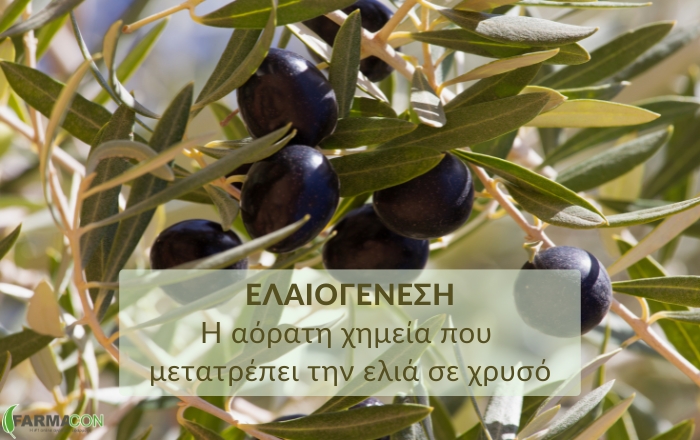 Ελαιογένεση: Η αόρατη χημεία που μετατρέπει την ελιά σε χρυσό