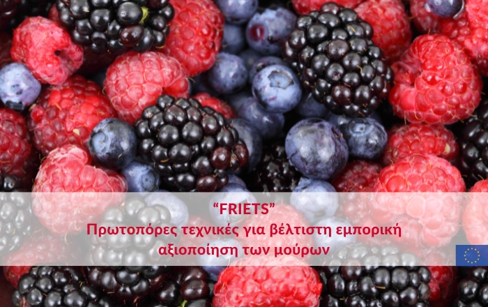 &quot;FRIETS&quot;: Πρωτοπόρες τεχνικές για βέλτιστη εμπορική αξιοποίηση των μούρων