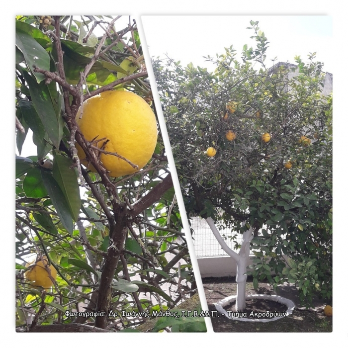 Δενδρώδη / θαμνώδη μικρότερης οικονομικής σημασίας: Το Κίτρο ή Κιτριά (Citrus medica L.)