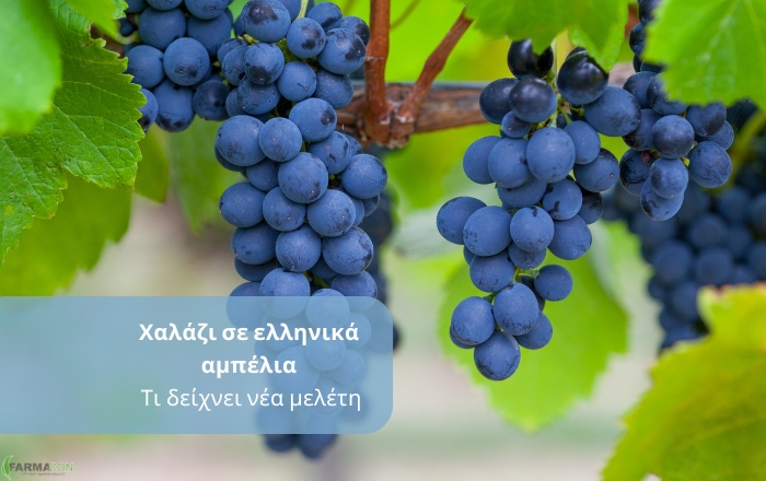 &Chi;&alpha;&lambda;ά&zeta;&iota; &sigma;&epsilon; &epsilon;&lambda;&lambda;&eta;&nu;&iota;&kappa;ά &alpha;&mu;&pi;έ&lambda;&iota;&alpha;: &Tau;&alpha; &sigma;&tau;&alpha;&phi;ύ&lambda;&iota;&alpha; &pi;&omicron;&upsilon; &epsilon;&pi;&iota;&beta;&iota;ώ&nu;&omicron;&upsilon;&nu; έ&chi;&omicron;&upsilon;&nu; &alpha;&upsilon;&xi;&eta;&mu;έ&nu;&epsilon;&sigmaf; &epsilon;&upsilon;&epsilon;&rho;&gamma;&epsilon;&tau;&iota;&kappa;έ&sigmaf; &omicron;&upsilon;&sigma;ί&epsilon;&sigmaf;, &delta;&epsilon;ί&chi;&nu;&epsilon;&iota; &mu;&epsilon;&lambda;έ&tau;&eta;