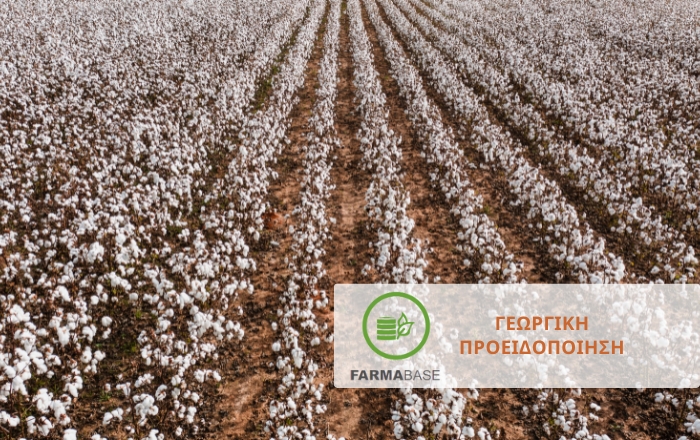 Μετασυλλεκτικές Επεμβάσεις στο Βαμβάκι: Προετοιμασία για την επόμενη καλλιεργητική περίοδο