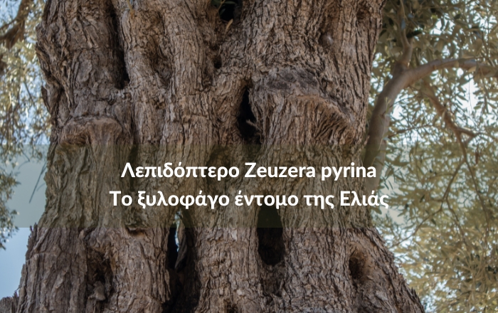 Ένας εχθρός στην καλλιέργεια της ελιάς - To Λεπιδόπτερο ξυλοφάγο έντομο Zeuzera pyrina