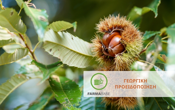 &Kappa;&alpha;&sigma;&tau;&alpha;&nu;&iota;ά: &Omicron;&iota; &pi;&iota;&omicron; &sigma;&omicron;&beta;&alpha;&rho;έ&sigmaf; &alpha;&sigma;&theta;έ&nu;&epsilon;&iota;&epsilon;&sigmaf; &kappa;&omicron;&rho;&mu;&omicron;ύ &kappa;&alpha;&iota; &rho;&iota;&zeta;&iota;&kappa;&omicron;ύ &sigma;&upsilon;&sigma;&tau;ή&mu;&alpha;&tau;&omicron;&sigmaf;