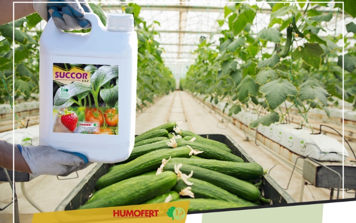 SUCCOR - Αρωγός στη δημιουργία υγιούς ριζικού συστήματος και επιτυχημένης φυτικής παραγωγής!