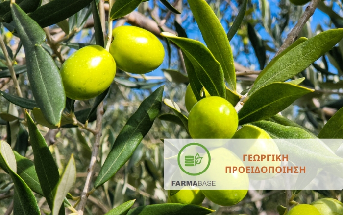 Κυκλοκόνιο, Γλοιοσπόριο και Καρκίνωση στην Ελιά: Τι πρέπει να ξέρει ο παραγωγός