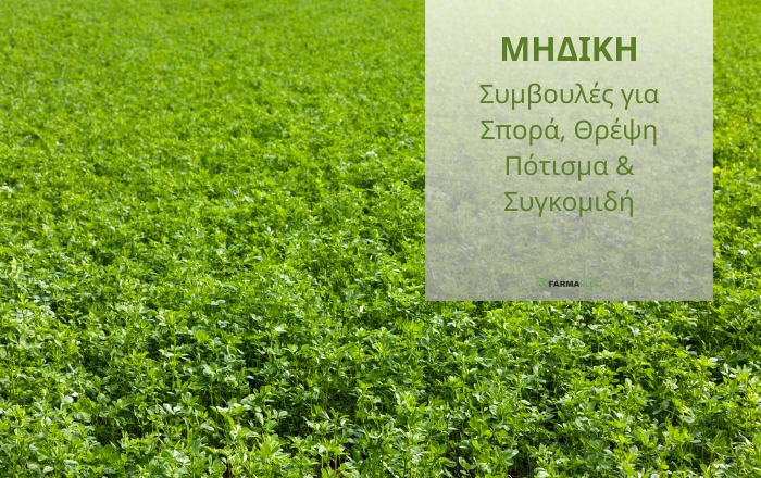 Μηδική στην Πράξη: Συμβουλές για Σπορά, Θρέψη, Πότισμα &amp; Συγκομιδή