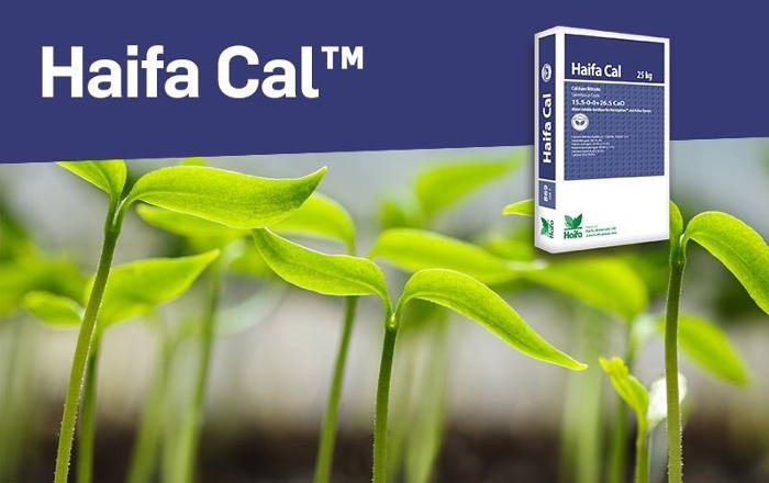Haifa-Cal™ - Υψηλής αποτελεσματικότητας πηγές ασβεστίου και αζώτου στα φυτά