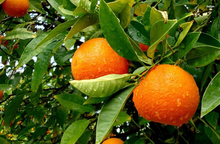 Πορτοκαλιά: Χρήσιμες πληροφορίες για τους παραγωγούς