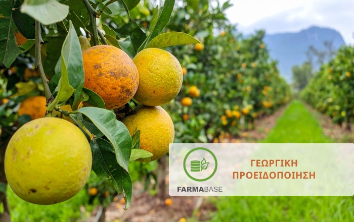 Φθινοπωρινή Φυτοπροστασία: Τι Πρέπει να Γνωρίζετε για τα Εσπεριδοειδή