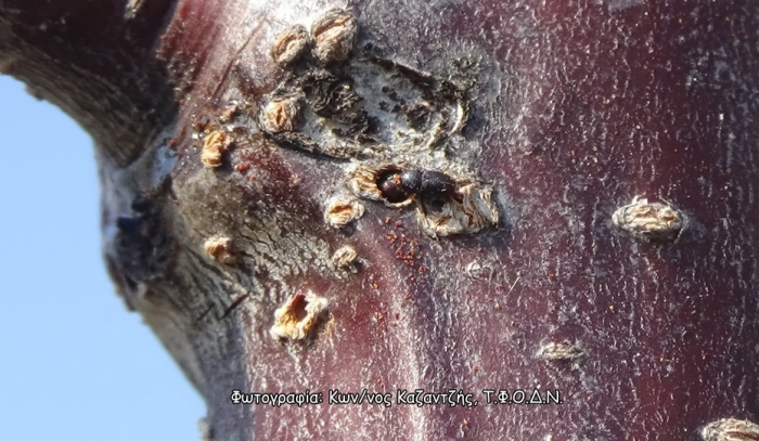 Σκολύτες (Scolytus spp.) - Σποραδικώς εμφανιζόμενοι εντομολογικοί εχθροί οπωροφόρων αλλά εξίσου επιζήμιοι