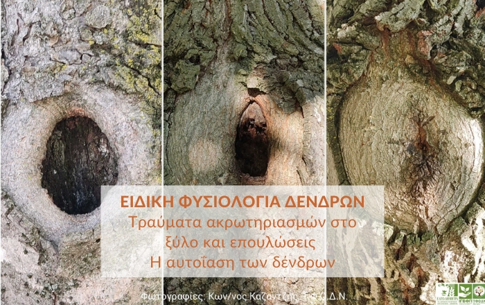 &Epsilon;&iota;&delta;&iota;&kappa;ή &phi;&upsilon;&sigma;&iota;&omicron;&lambda;&omicron;&gamma;ί&alpha; &delta;έ&nu;&delta;&rho;&omega;&nu;: &Tau;&rho;&alpha;ύ&mu;&alpha;&tau;&alpha; &alpha;&kappa;&rho;&omega;&tau;&eta;&rho;&iota;&alpha;&sigma;&mu;ώ&nu; &sigma;&tau;&omicron; &xi;ύ&lambda;&omicron; &kappa;&alpha;&iota; &epsilon;&pi;&omicron;&upsilon;&lambda;ώ&sigma;&epsilon;&iota;&sigmaf; - &Eta; &alpha;&upsilon;&tau;&omicron;ΐ&alpha;&sigma;&eta; &tau;&omega;&nu; &delta;έ&nu;&delta;&rho;&omega;&nu;