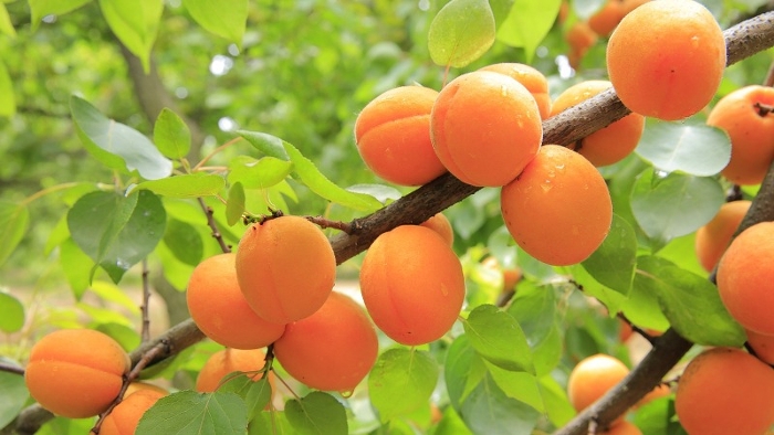 Οι ποικιλίες της βερικοκιάς (Prunus armeniaca L.)