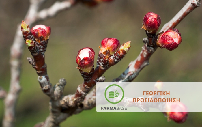 &Alpha;&mu;&upsilon;&gamma;&delta;&alpha;&lambda;&iota;ά: &Sigma;&tau;&rho;&alpha;&tau;&eta;&gamma;&iota;&kappa;έ&sigmaf; &phi;&upsilon;&tau;&omicron;&pi;&rho;&omicron;&sigma;&tau;&alpha;&sigma;ί&alpha;&sigmaf; &sigma;&tau;&omicron; &sigma;&tau;ά&delta;&iota;&omicron; &delta;&iota;ό&gamma;&kappa;&omega;&sigma;&eta;&sigmaf; &omicron;&phi;&theta;&alpha;&lambda;&mu;ώ&nu;