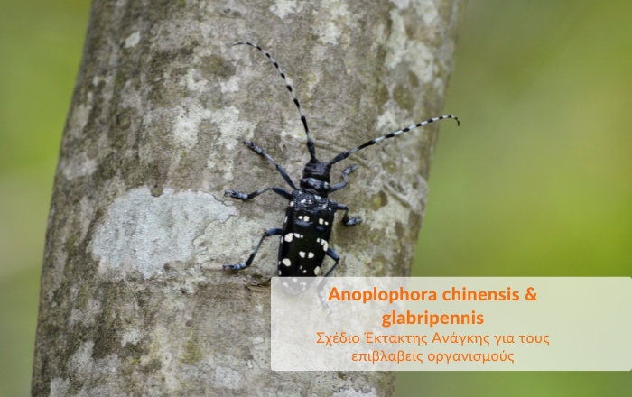 Σχέδιο Έκτακτης Ανάγκης για τους επιβλαβείς οργανισμούς Anoplophora chinensis και glabripennis