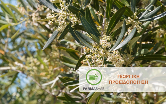 &Omicron;&lambda;&omicron;&kappa;&lambda;&eta;&rho;&omega;&mu;έ&nu;&eta; &phi;&upsilon;&tau;&omicron;&pi;&rho;&omicron;&sigma;&tau;&alpha;&sigma;ί&alpha; &tau;&eta;&sigmaf; &epsilon;&lambda;&iota;ά&sigmaf; έ&nu;&alpha;&nu;&tau;&iota; &tau;&omicron;&upsilon; &pi;&upsilon;&rho;&eta;&nu;&omicron;&tau;&rho;ή&tau;&eta; &sigma;&tau;&omicron; &sigma;&tau;ά&delta;&iota;&omicron; &tau;&eta;&sigmaf; &alpha;&nu;&theta;&omicron;&phi;&omicron;&rho;ί&alpha;&sigmaf;