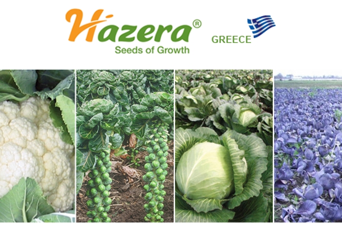 Για την καλλιέργεια Σταυρανθών λαχανικών η HAZERA προτείνει...