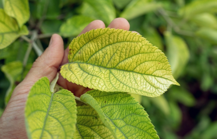 Χλωρωτικά φύλλα και σίδηρος: Η σημασία του σιδήρου για τα φυτά