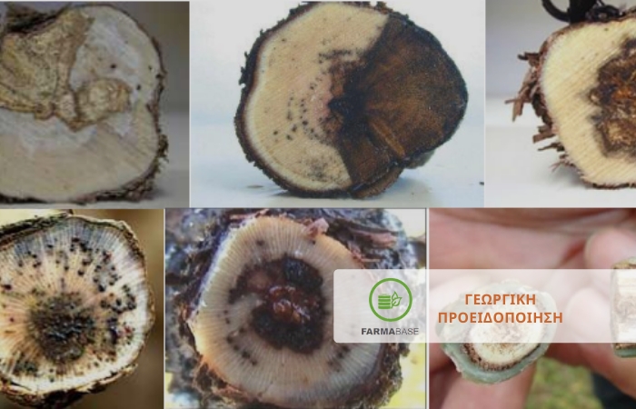 Μυκητολογικές ασθένειες ξύλου του Αµπελιού... ένα από τα σοβαρότερα προβλήµατα της αµπελοκαλλιέργειας