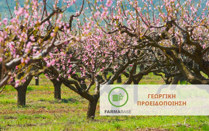 &Pi;&upsilon;&rho;&eta;&nu;ό&kappa;&alpha;&rho;&pi;&alpha;: &Sigma;&tau;&rho;&alpha;&tau;&eta;&gamma;&iota;&kappa;έ&sigmaf; &phi;&upsilon;&tau;&omicron;&pi;&rho;&omicron;&sigma;&tau;&alpha;&sigma;ί&alpha;&sigmaf; &sigma;&tau;&omicron; &mu;&epsilon;&tau;&alpha;&beta;&alpha;&tau;&iota;&kappa;ό &sigma;&tau;ά&delta;&iota;&omicron; ά&nu;&theta;&eta;&sigma;&eta;&sigmaf; - &kappa;&alpha;&rho;&pi;ό&delta;&epsilon;&sigma;&eta;