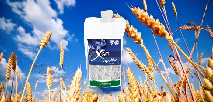Αύξηση της συνολικής παραγωγής και του βάρους κόκκου σε σκληρό σιτάρι, με XGel Sapphire από την Agrology!