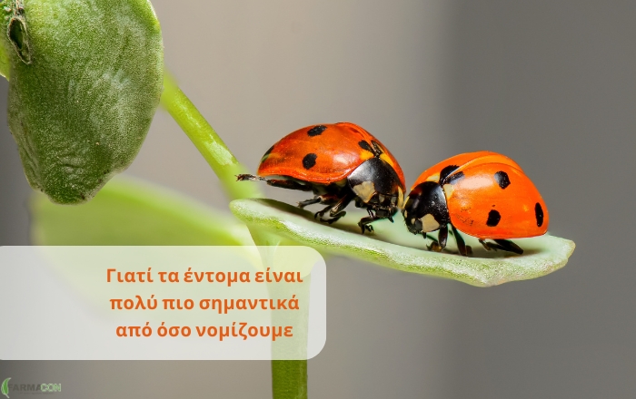 &Gamma;&iota;&alpha;&tau;ί &tau;&alpha; έ&nu;&tau;&omicron;&mu;&alpha; &epsilon;ί&nu;&alpha;&iota; &pi;&omicron;&lambda;ύ &pi;&iota;&omicron; &sigma;&eta;&mu;&alpha;&nu;&tau;&iota;&kappa;ά &alpha;&pi;ό ό&sigma;&omicron; &nu;&omicron;&mu;ί&zeta;&omicron;&upsilon;&mu;&epsilon;