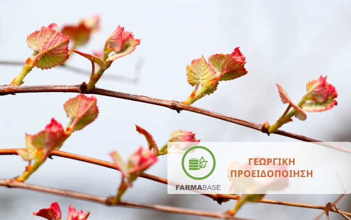 &Alpha;&mu;&pi;έ&lambda;&iota;: &Omicron;&delta;&eta;&gamma;ό&sigmaf; &phi;&upsilon;&tau;&omicron;&pi;&rho;&omicron;&sigma;&tau;&alpha;&sigma;ί&alpha;&sigmaf; &kappa;&alpha;&tau;ά &tau;&omicron; &sigma;&tau;ά&delta;&iota;&omicron; &delta;&iota;ό&gamma;&kappa;&omega;&sigma;&eta;&sigmaf; &tau;&omega;&nu; &omicron;&phi;&theta;&alpha;&lambda;&mu;ώ&nu;