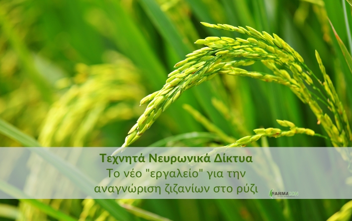 Τεχνητά Νευρωνικά Δίκτυα: Το νέο &quot;εργαλείο&quot; για την αναγνώριση ζιζανίων στο ρύζι