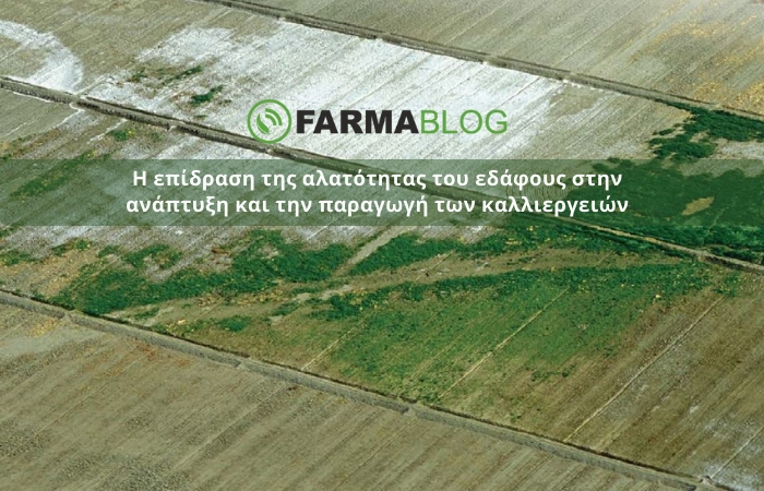 Η επίδραση της αλατότητας του εδάφους στην ανάπτυξη και την παραγωγή των καλλιεργειών