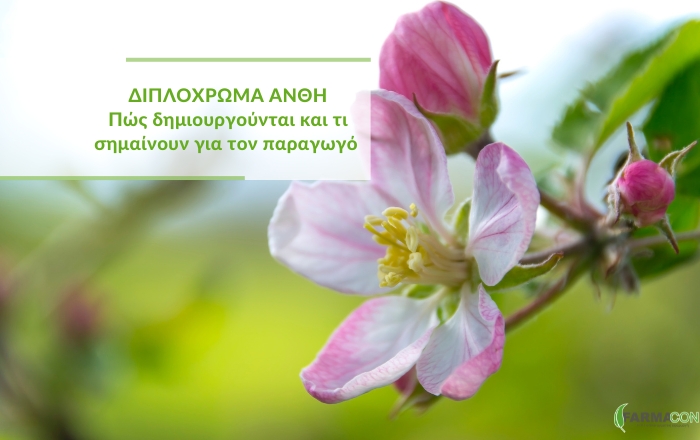 &Delta;&iota;&pi;&lambda;ό&chi;&rho;&omega;&mu;&alpha; ά&nu;&theta;&eta;: &Pi;ώ&sigmaf; &delta;&eta;&mu;&iota;&omicron;&upsilon;&rho;&gamma;&omicron;ύ&nu;&tau;&alpha;&iota; &kappa;&alpha;&iota; &tau;&iota; &sigma;&eta;&mu;&alpha;ί&nu;&omicron;&upsilon;&nu; &gamma;&iota;&alpha; &tau;&omicron;&nu; &pi;&alpha;&rho;&alpha;&gamma;&omega;&gamma;ό