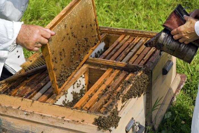 Υπενθύμιση! Ολοκληρώνονται στις 21.01.2019 οι αιτήσεις για το Εθνικό Πρόγραμμα Μελισσόκομίας