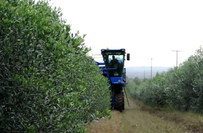 Ποικιλία Ελιάς Arbequina I-18 - Δυναμική καλλιέργεια πρόκληση για τους Έλληνες παραγωγούς