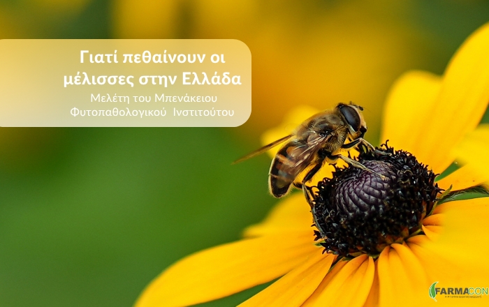 &Gamma;&iota;&alpha;&tau;ί &pi;&epsilon;&theta;&alpha;ί&nu;&omicron;&upsilon;&nu; &omicron;&iota; &mu;έ&lambda;&iota;&sigma;&sigma;&epsilon;&sigmaf; &sigma;&tau;&eta;&nu; &Epsilon;&lambda;&lambda;ά&delta;&alpha; - &Mu;&epsilon;&lambda;έ&tau;&eta; &tau;&omicron;&upsilon; &Mu;&pi;&epsilon;&nu;ά&kappa;&epsilon;&iota;&omicron;&upsilon; &Phi;&upsilon;&tau;&omicron;&pi;&alpha;&theta;&omicron;&lambda;&omicron;&gamma;&iota;&kappa;&omicron;ύ &Iota;&nu;&sigma;&tau;&iota;&tau;&omicron;ύ&tau;&omicron;&upsilon;