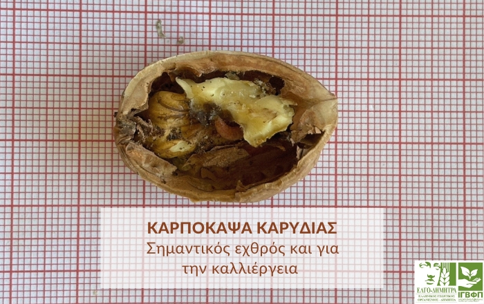 &Kappa;&alpha;&rho;&pi;ό&kappa;&alpha;&psi;&alpha; (Cydia pomonella): &Sigma;&eta;&mu;&alpha;&nu;&tau;&iota;&kappa;ό&sigmaf; &epsilon;&chi;&theta;&rho;ό&sigmaf; &kappa;&alpha;&iota; &gamma;&iota;&alpha; &tau;&eta;&nu; &kappa;&alpha;&lambda;&lambda;&iota;έ&rho;&gamma;&epsilon;&iota;&alpha; &tau;&eta;&sigmaf; &kappa;&alpha;&rho;&upsilon;&delta;&iota;ά&sigmaf;