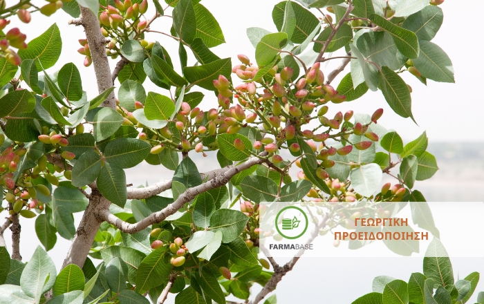 Εμφάνιση Σεπτορίωσης στις καλλιέργειες Φιστικιών