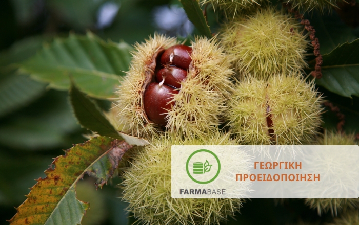 Ανθράκωση και Καρπόκαψα: Διπλή απειλή για τις καστανιές στα τέλη Ιουνίου