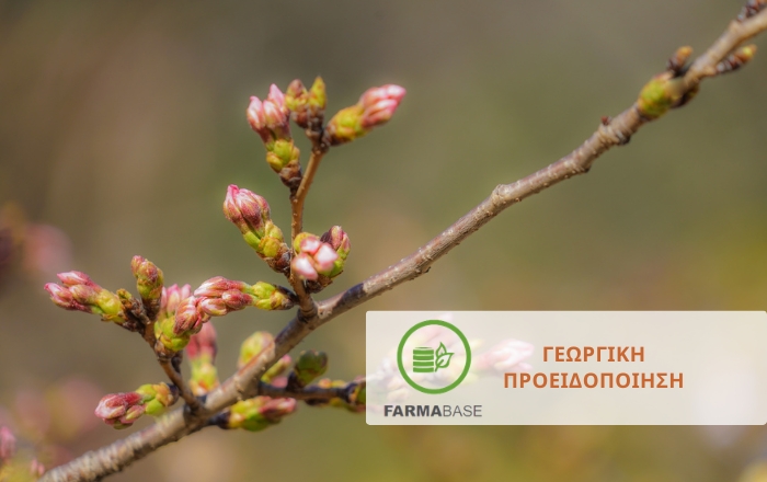 Κερασιά: Μέτρα φυτοπροστασίας κατά της μονίλιας