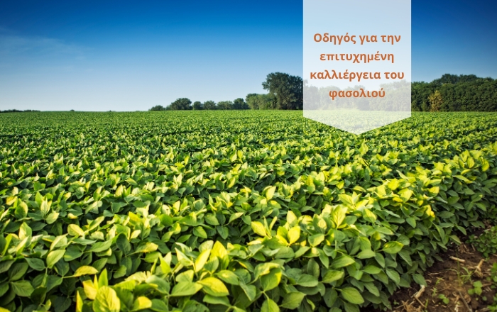 Οδηγός για την επιτυχημένη καλλιέργεια του φασολιού