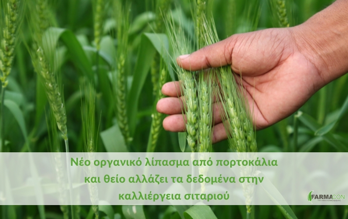 Νέο οργανικό λίπασμα από πορτοκάλια και θείο αλλάζει τα δεδομένα στην καλλιέργεια σιταριού