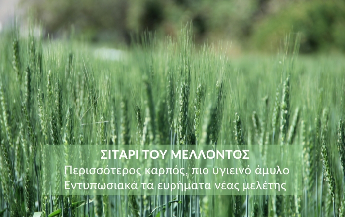 Σιτάρι του μέλλοντος: Περισσότερος καρπός, πιο υγιεινό άμυλο - Εντυπωσιακά τα ευρήματα νέας μελέτης