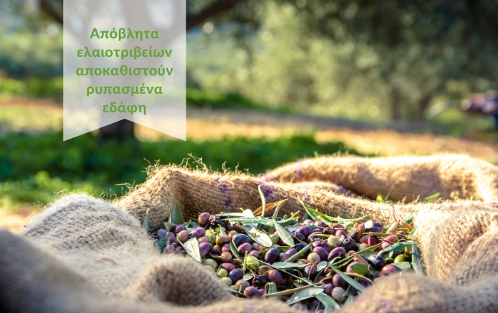 Aπόβλητα ελαιοτριβείων αποκαθιστούν ρυπασμένα εδάφη