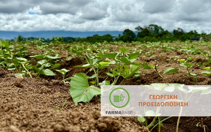 Στρατηγική φυτοπροστασίας πατάτας στο ξεκίνημα της καλλιέργειας