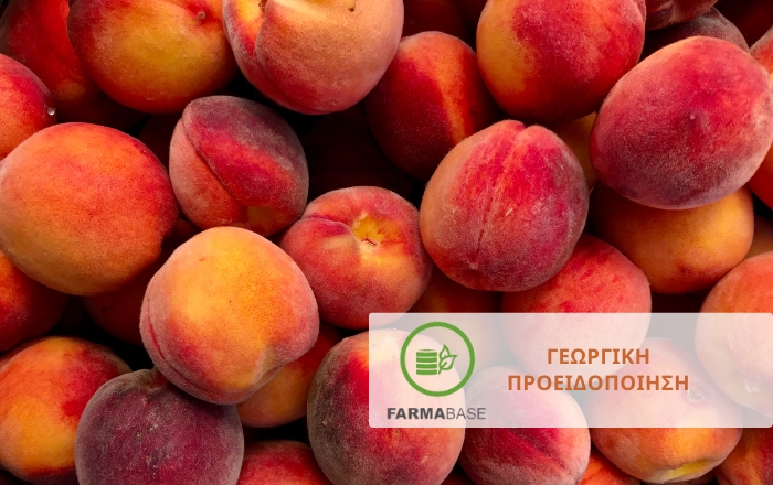 Φυτοπροστασία στα Πυρηνόκαρπα: Ανάρσια, Καρπόκαψα και Μύγα Μεσογείου
