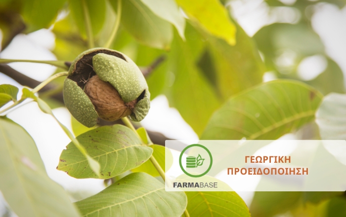 Καρυδιά και Ανθράκωση: Από τη διάγνωση στην ορθολογική αντιμετώπιση