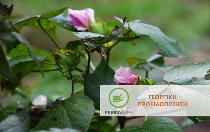 Βαμβάκι: Οδηγός σωστής παρακολούθησης της καλλιέργειας κατά την ανθοφορία
