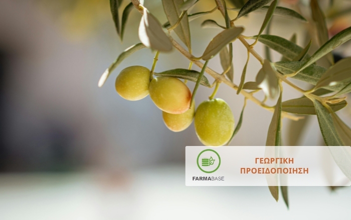 Προστατεύοντας την ελιά στο κρίσιμο βλαστικό στάδιο της καρπόδεσης